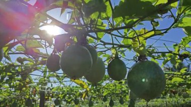 Elektrik kulesinin kablosundaki passiflora şarap fabrikasına ve parlayan güneşe bakıyorum..