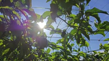 Elektrik kulesinin kablosundaki passiflora şarap fabrikasına ve parlayan güneşe bakıyorum..