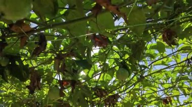 Elektrik kulesinin kablosundaki passiflora şarap fabrikasına ve parlayan güneşe bakıyorum..