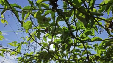 Elektrik kulesinin kablosundaki passiflora şarap fabrikasına ve parlayan güneşe bakıyorum..