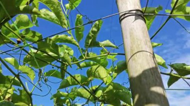 Elektrik kulesinin kablosundaki passiflora şarap fabrikasına ve parlayan güneşe bakıyorum..