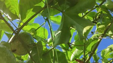 Elektrik kulesinin kablosundaki passiflora şarap fabrikasına ve parlayan güneşe bakıyorum..