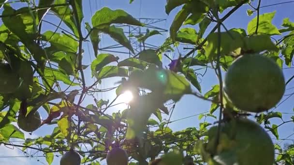 Κοιτώντας Πάνω Και Μέσα Από Φυτό Του Οινοποιείου Passiflora Στο — Αρχείο Βίντεο