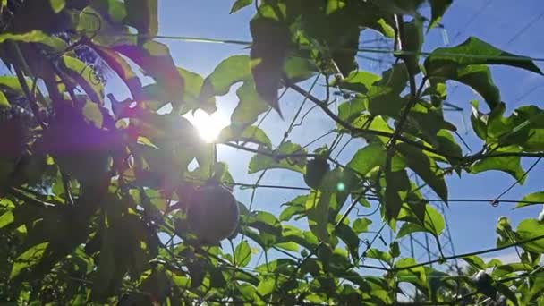 電気タワーケーブルと明るいフレアの太陽の下で植物相の植物を見上げ — ストック動画