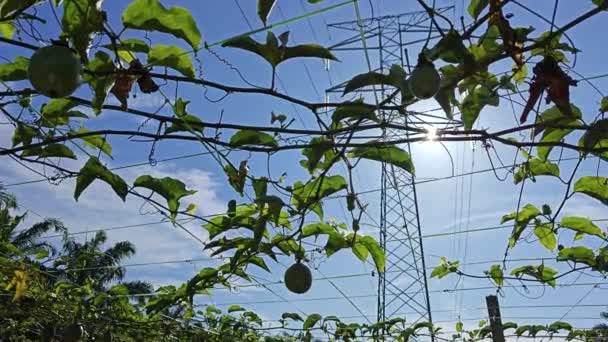Mirando Hacia Arriba Través Planta Vinería Pasiflora Cable Torre Eléctrica — Vídeo de stock