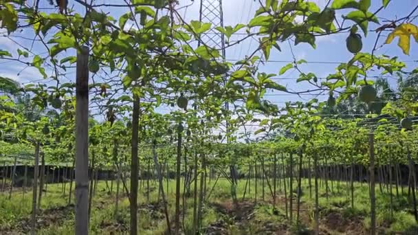 Looking Passiflora Vinery Plant Electric Tower Cable Bright Flaring Sun — Stock Video