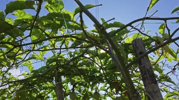Olhando Para Cima Através Fábrica Vinhedos Passiflora Cabo Torre Elétrica — Vídeo de Stock