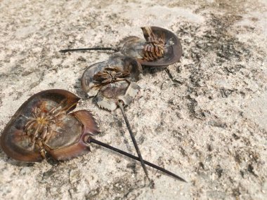 Karsinoscorpius rotundicauda yengeci baş aşağı yatıyor.