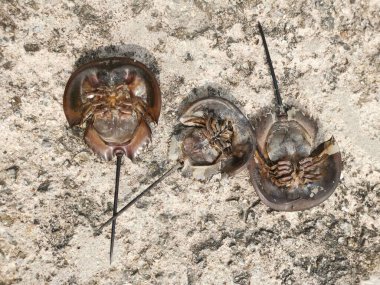 Karsinoscorpius rotundicauda yengeci baş aşağı yatıyor.