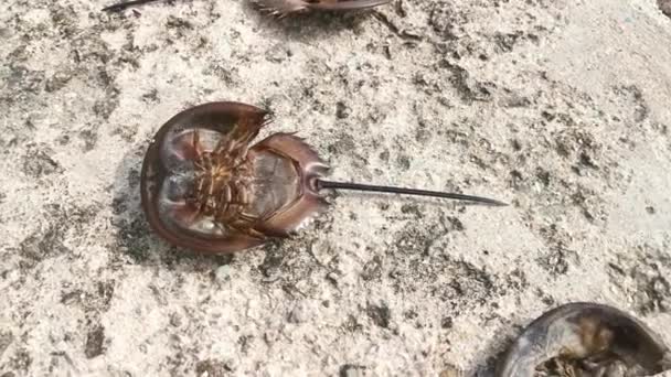 Karsinoscorpius Rotundicauda Yengeci Baş Aşağı Yatıyor — Stok video