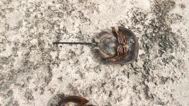Carcinoscorpius Rotundicauda Crab Laying Upside — Stock Video