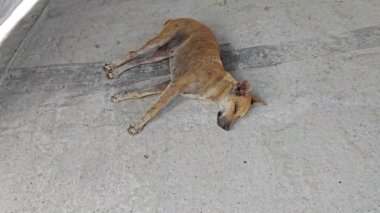 Sokakta yalnız kahverengi sokak köpeği.