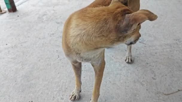 Lonely Brown Stray Dog Street — Stock Video