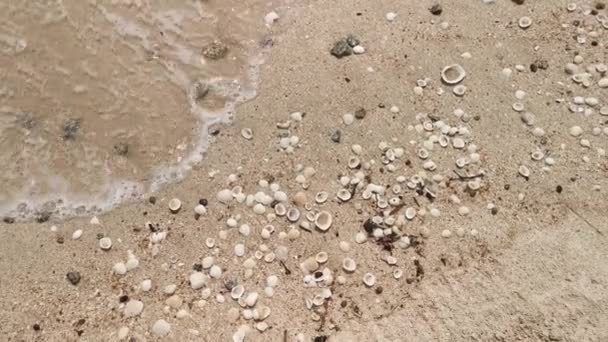 Śmieci Zostały Piaszczystej Plaży — Wideo stockowe