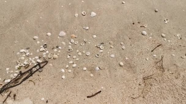 Trash Remains Left Sandy Beach — Stock Video