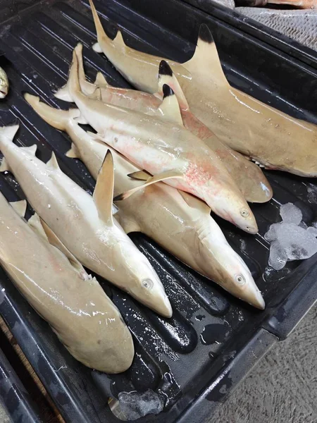 供出售的托盘上的小鲨鱼 — 图库照片