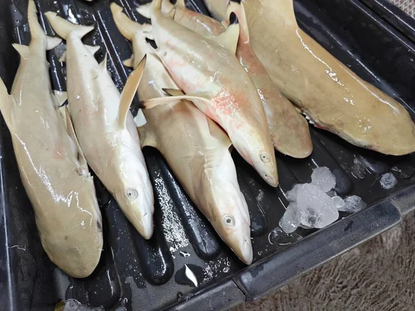 Žraloci Podnose Prodej — Stock fotografie