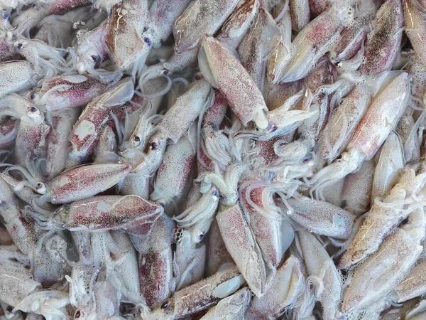 Hög Med Små Bläckfiskar Iskub Till Salu — Stockfoto