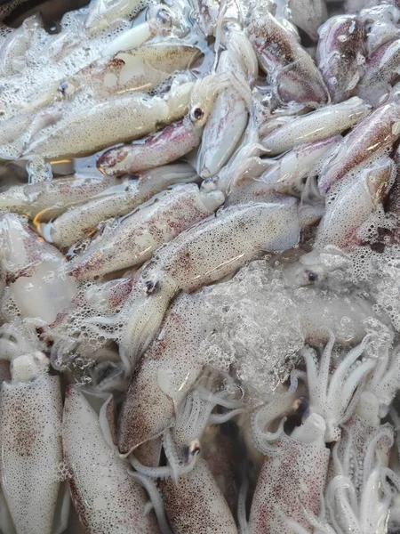 Hög Med Små Bläckfiskar Iskub Till Salu — Stockfoto