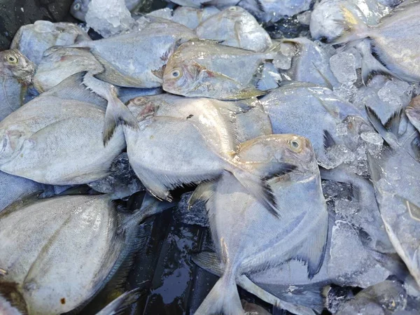 Satılık Siyah Pomfret Balığı Yığını — Stok fotoğraf
