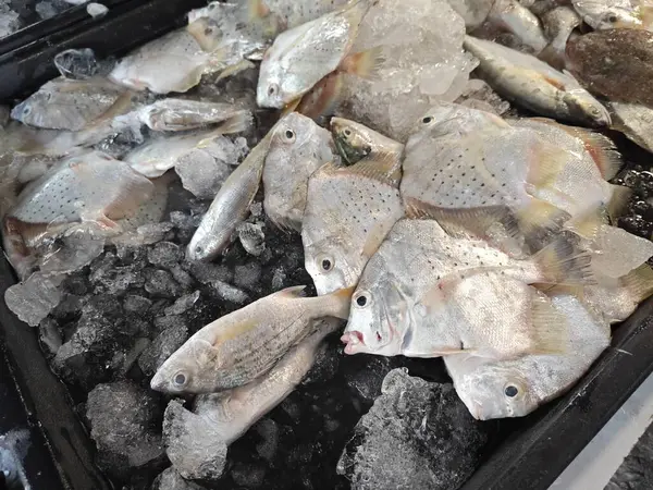 Stos Chorych Ryb Kostce Lodu Sprzedaż — Zdjęcie stockowe