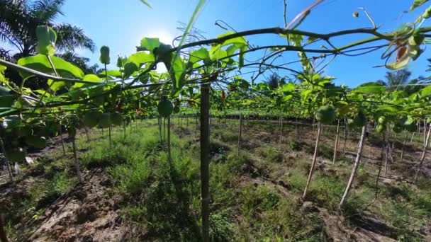 Časová Prodleva Člověka Farmě Passifloraceae — Stock video