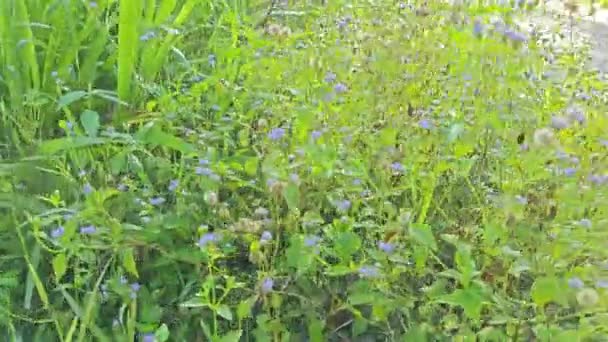 田舎道に沿って成長するブッシーな雑草は — ストック動画