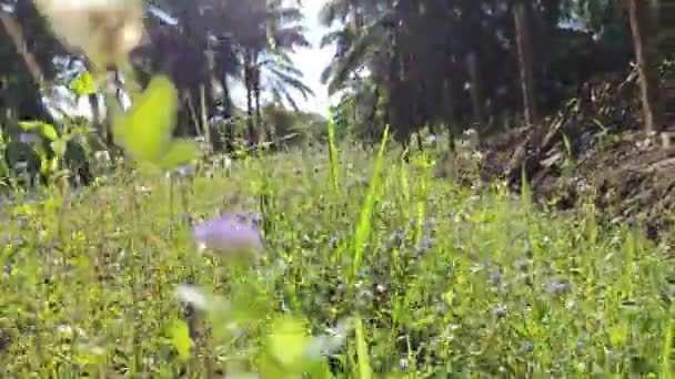 Maleza Cabra Arbustiva Creciendo Largo Del Camino Del Campo — Vídeo de stock