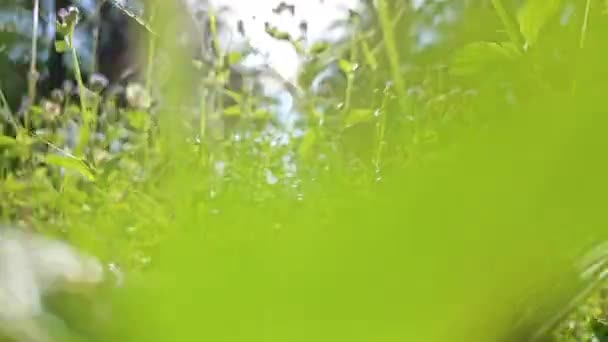 Maleza Cabra Arbustiva Creciendo Largo Del Camino Del Campo — Vídeo de stock