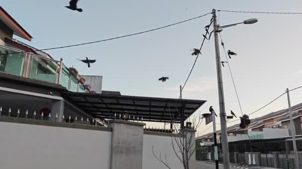 许多乌鸦在住宅区的街道上制造细微差别 — 图库视频影像