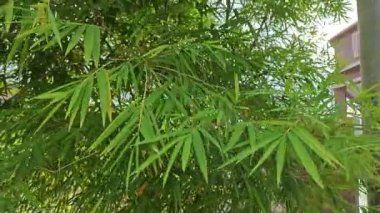 Sabah mavi gökyüzüne bakıyorum. Önünde yapraklı yapraklar var.