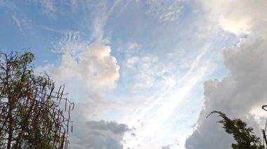 Sabah mavi gökyüzüne bakıyorum. Önünde yapraklı yapraklar var.