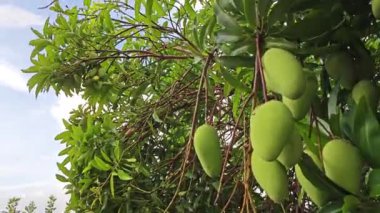 Sabah mavi gökyüzüne bakıyorum. Önünde yapraklı yapraklar var.