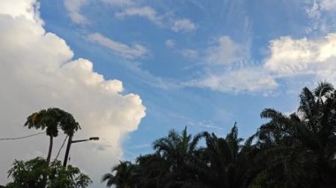 Sabah mavi gökyüzüne bakıyorum. Önünde yapraklı yapraklar var.