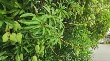 Sabah mavi gökyüzüne bakıyorum. Önünde yapraklı yapraklar var.