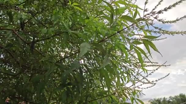 Looking Morning Blue Sky Leafy Foliage Foreground — Stock Video