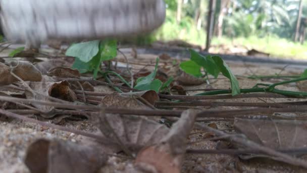 Macho Andando Sozinho Chão Cimento Sujo Rastejando Com Formigas — Vídeo de Stock
