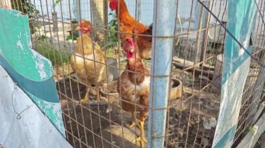 Üç tavuk paslı metal çitlere hapsedildi.