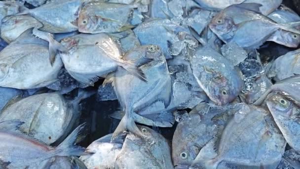 Haufen Schwarzer Pomfret Fische Zum Verkauf — Stockvideo