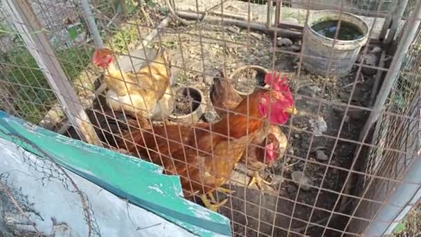 錆びた金属製の網の柵の中に3羽の鶏が — ストック動画