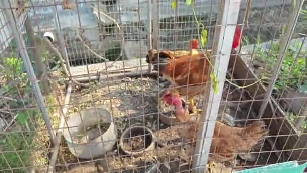 錆びた金属製の網の柵の中に3羽の鶏が — ストック動画
