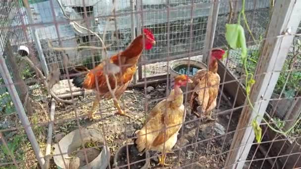 Three Chicken Caged Rusty Metal Net Fence — Stock Video