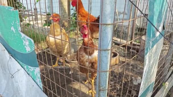 Tavuk Paslı Metal Çitlere Hapsedildi — Stok video