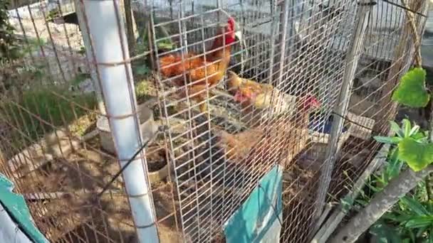 Trois Poulets Sont Mis Cage Dans Clôture Métallique Rouillée — Video