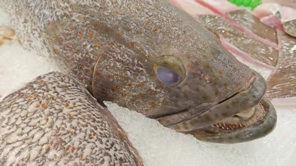冰块上的黑石斑鱼出售 — 图库视频影像