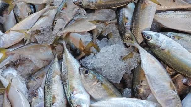 Variëteit Makreelvissen Die Markt Worden Verkocht — Stockvideo