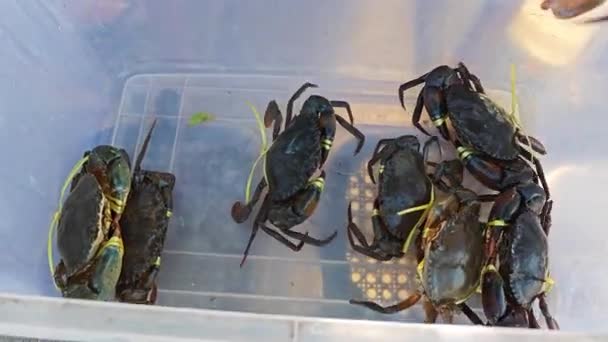 Boue Vivante Crabes Mangrove Vendre — Video