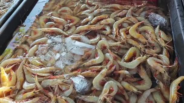 Crevettes Féeriques Sur Glaçon Vendre — Video