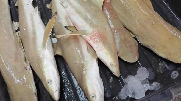 供出售的托盘上的小鲨鱼 — 图库视频影像