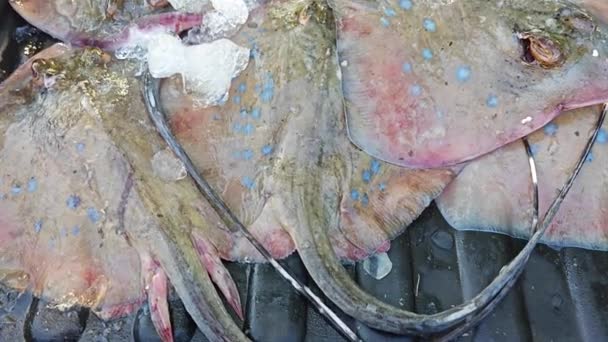 Рыбки Льду Продажу — стоковое видео